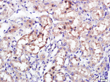 Giantin Rabbit Polyclonal Antibody