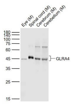 GLRA4 Rabbit Polyclonal Antibody