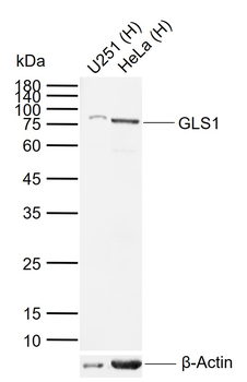 GLS1 Rabbit Polyclonal Antibody
