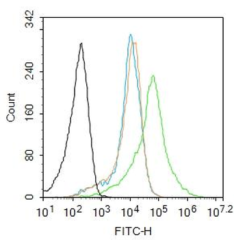 COLGALT1 Rabbit Polyclonal Antibody