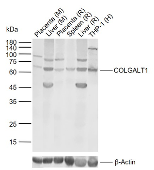 COLGALT1 Rabbit Polyclonal Antibody