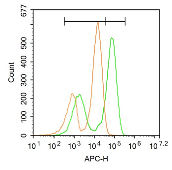 Glucocorticoid Receptor Rabbit Polyclonal Antibody
