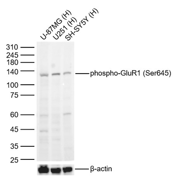 Phospho-GluR1 (Ser645) Rabbit Polyclonal Antibody