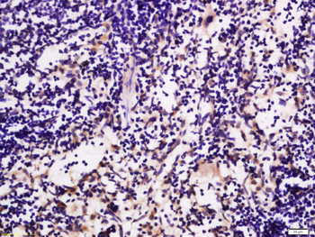 GLUT6 Rabbit Polyclonal Antibody