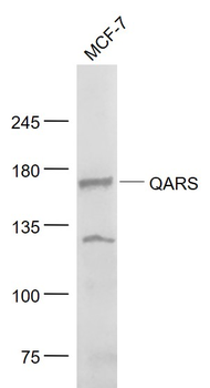 QARS/Glutamyl Prolyl tRNA synthetase/ProRS Rabbit Polyclonal Antibody