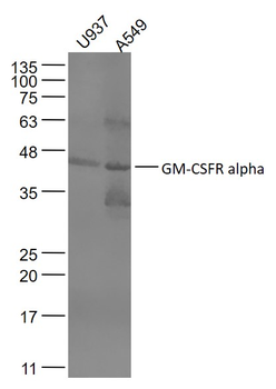GM-CSFR alpha Rabbit Polyclonal Antibody