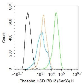 Phospho-HSD17B13 (Ser33) Rabbit Polyclonal Antibody