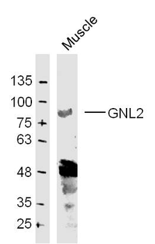 GNL2 Rabbit Polyclonal Antibody