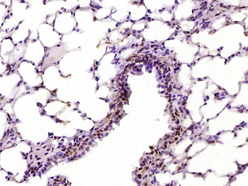 GNL3L Rabbit Polyclonal Antibody