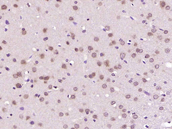 GNL3L Rabbit Polyclonal Antibody