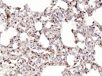 GNL3L Rabbit Polyclonal Antibody