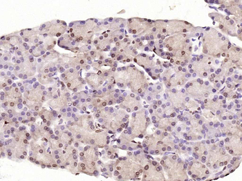 GNL3L Rabbit Polyclonal Antibody