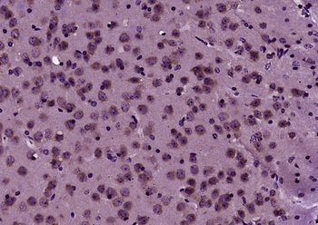 GOLGA7 Rabbit Polyclonal Antibody