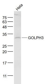 GOLPH3 Rabbit Polyclonal Antibody
