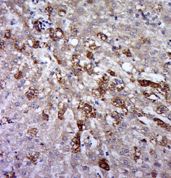 Phospho-CD130/gp130 (Ser782) Rabbit Polyclonal Antibody