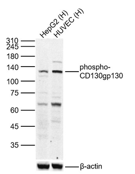 Phospho-CD130/gp130 (Ser782) Rabbit Polyclonal Antibody