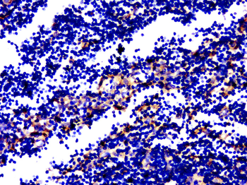 GPR84 Rabbit Polyclonal Antibody