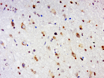 GPR84 Rabbit Polyclonal Antibody