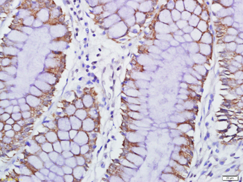 GPR84 Rabbit Polyclonal Antibody