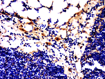 GPR84 Rabbit Polyclonal Antibody