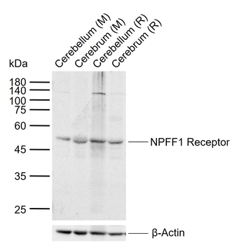 NPFF1 Receptor Rabbit Polyclonal Antibody