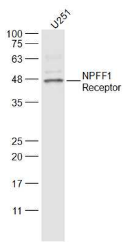 NPFF1 Receptor Rabbit Polyclonal Antibody