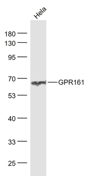 GPR161 Rabbit Polyclonal Antibody