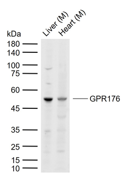 GPR176 Rabbit Polyclonal Antibody
