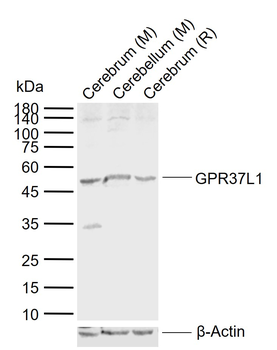 GPR37L1 Rabbit Polyclonal Antibody