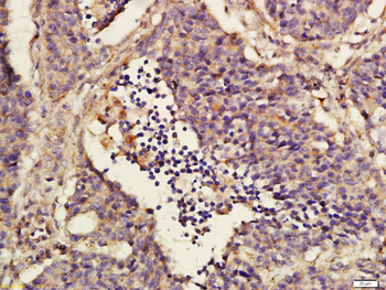 GPR40 Rabbit Polyclonal Antibody