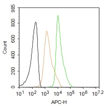 Phospho-PTPN6 (Ser591) Rabbit Polyclonal Antibody (BF647)