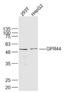 GPR44 Rabbit Polyclonal Antibody