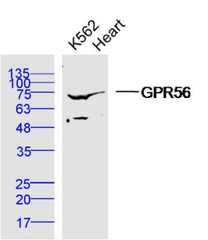 GPR56 Rabbit Polyclonal Antibody