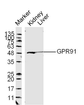 GPR91 Rabbit Polyclonal Antibody