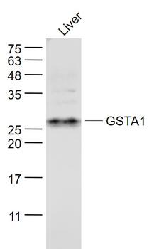GSTA1 Rabbit Polyclonal Antibody