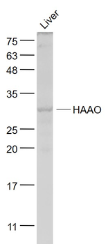 HAAO Rabbit Polyclonal Antibody
