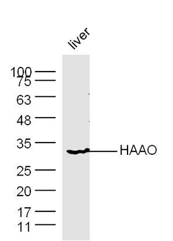 HAAO Rabbit Polyclonal Antibody