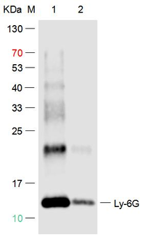 Ly-6G Rabbit Polyclonal Antibody