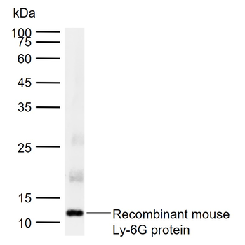 Ly-6G Rabbit Polyclonal Antibody