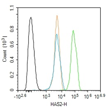 HAS2 Rabbit Polyclonal Antibody