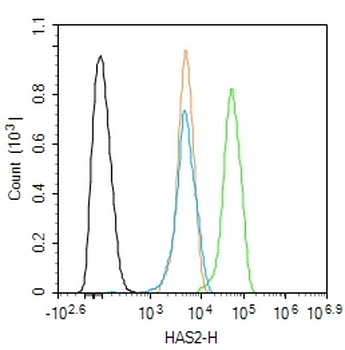 HAS2 Rabbit Polyclonal Antibody