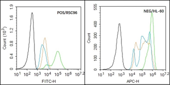 MNX1/HLXB9 Rabbit Polyclonal Antibody