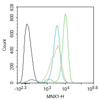 MNX1/HLXB9 Rabbit Polyclonal Antibody