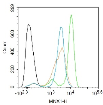 MNX1/HLXB9 Rabbit Polyclonal Antibody