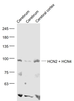 HCN2 + HCN4 Rabbit Polyclonal Antibody