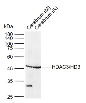 HDAC3 Rabbit Polyclonal Antibody