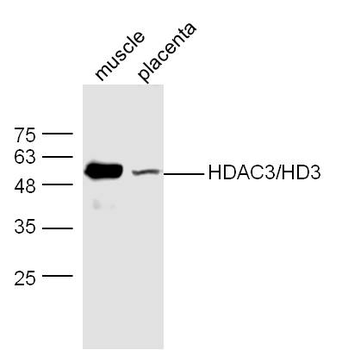 HDAC3 Rabbit Polyclonal Antibody