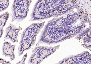 HDAC3 Rabbit Polyclonal Antibody