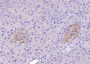 HDAC3 Rabbit Polyclonal Antibody