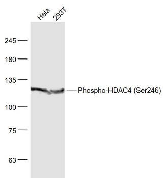 Phospho-HDAC4 (Ser246) Rabbit Polyclonal Antibody